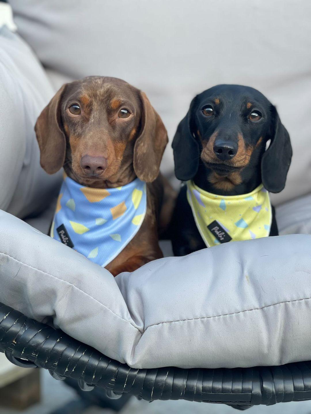 Mesh Cooling Bandanas
