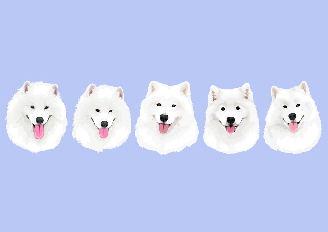 samoyed dog custom pet portrait gift