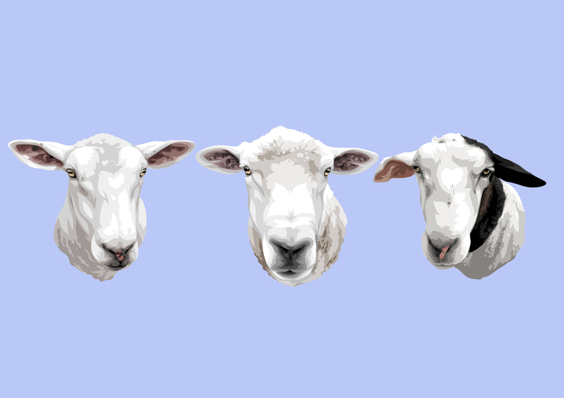 sheep custom pet portrait gift