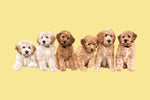 labradoodle dog custom pet portrait gift